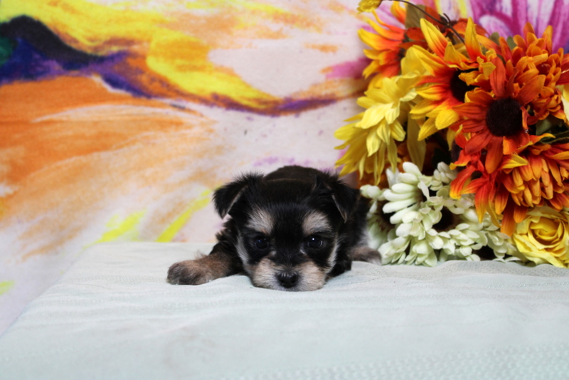 puppy, for, sale, Morkie, Matthew B. Stoltzfus, dog, breeder, Gap, PA, dog-breeder, puppy-for-sale, forsale, nearby, find, puppyfind, locator, puppylocator, aca